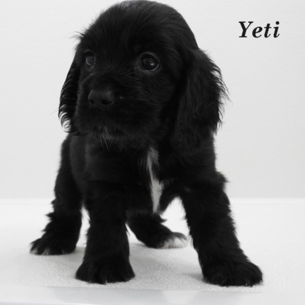 puppy, for, sale, Cocker Spaniel, Joe & Cherri  Overlease, dog, breeder, Miller, MO, dog-breeder, puppy-for-sale, forsale, nearby, find, puppyfind, locator, puppylocator, aca